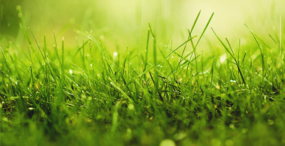 How to maintain a healthy lawn