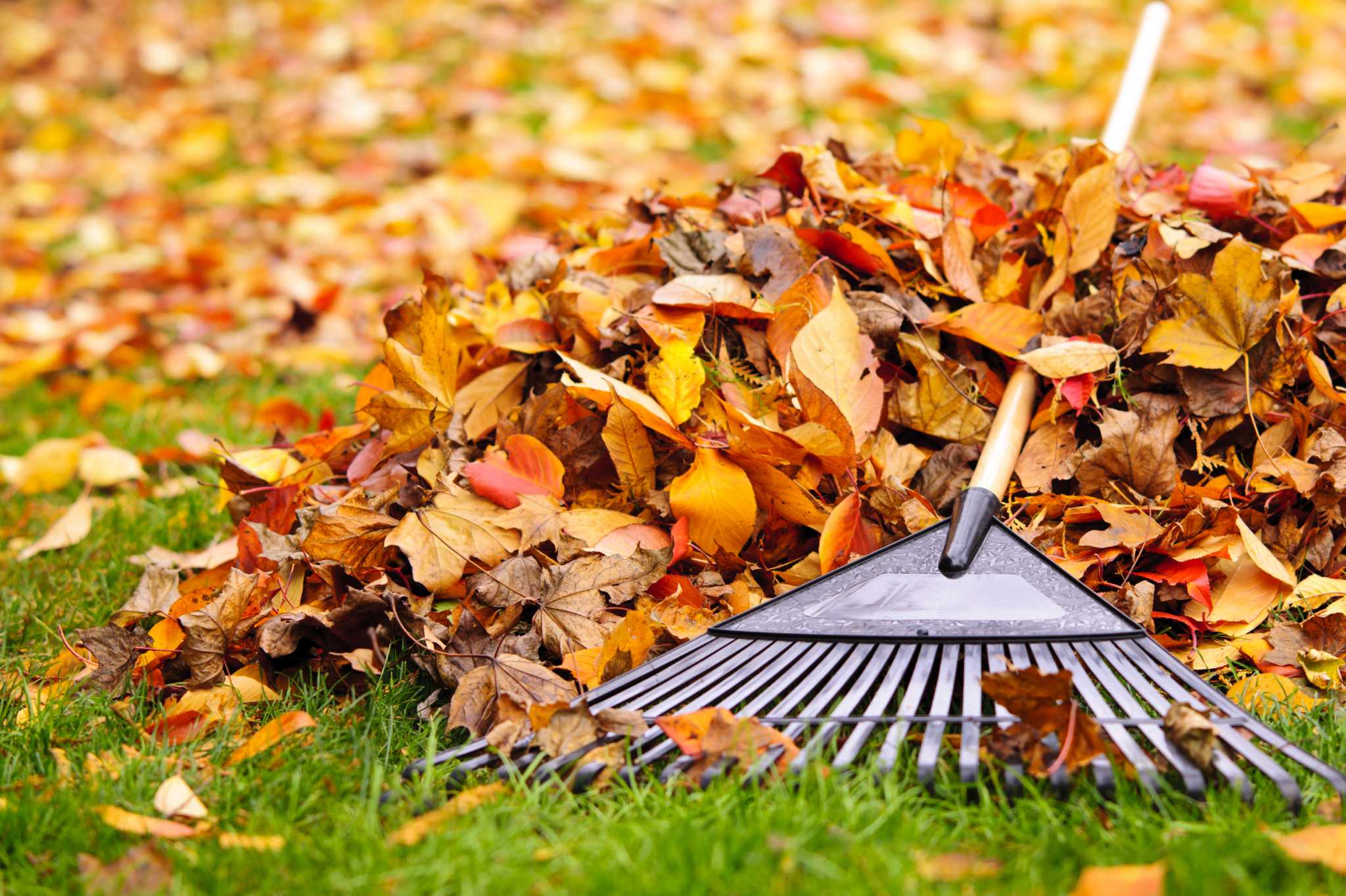 Preparing your lawn for winter