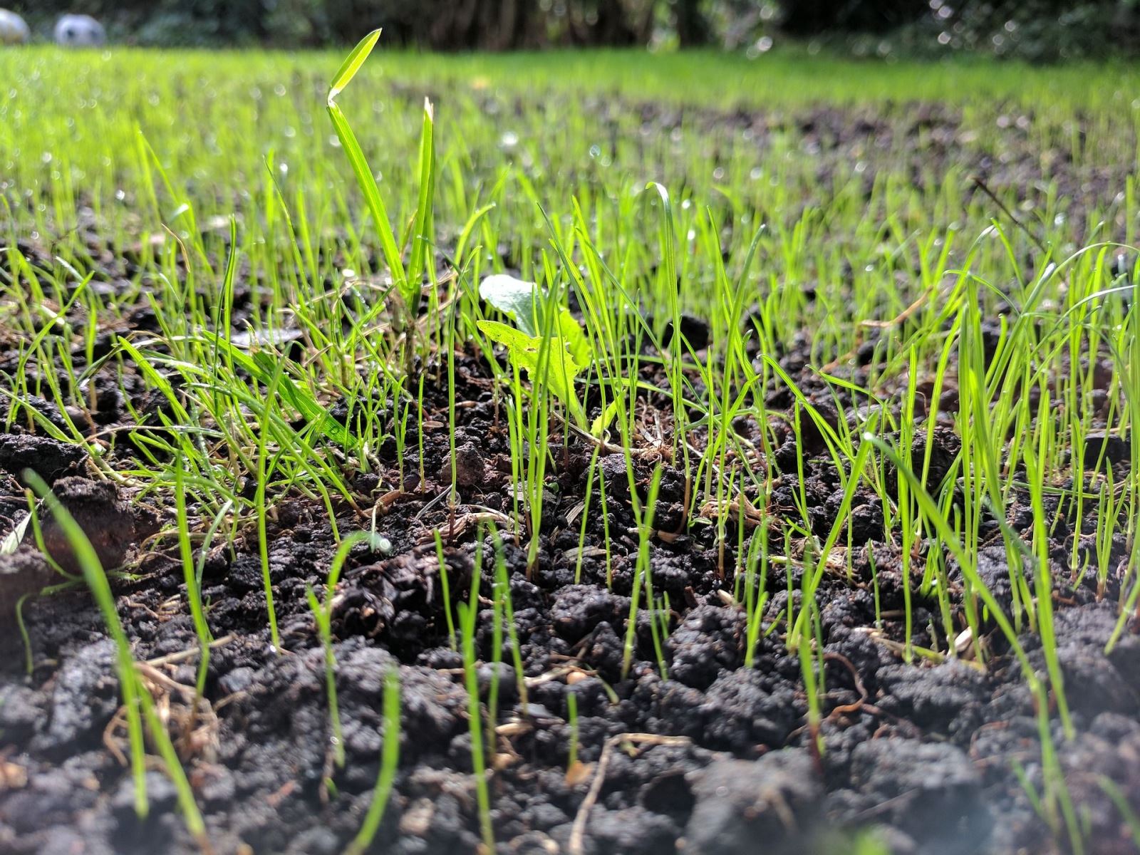 Caring for Newly Seeded Lawns: Essential Tips for Success