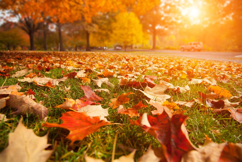Why clearing leaves from your lawn is essential