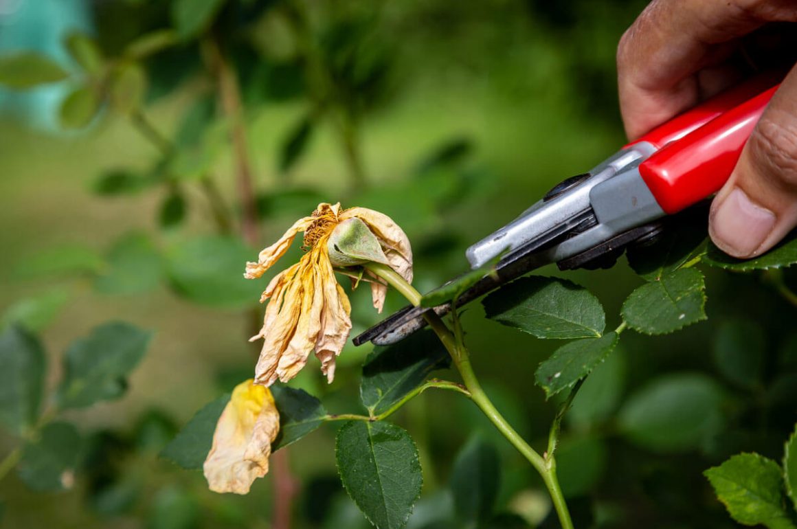 The importance of deadheading flowers in your garden