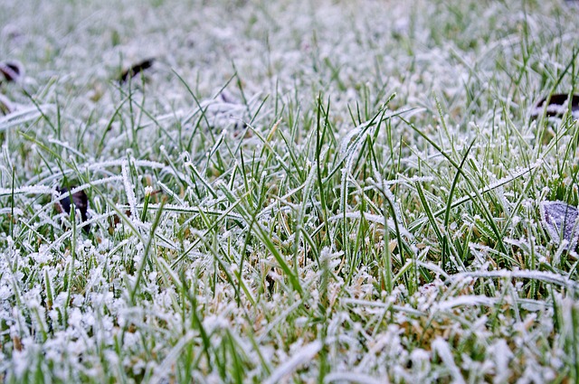 To tread or not to tread: Should you walk on a frosty lawn?