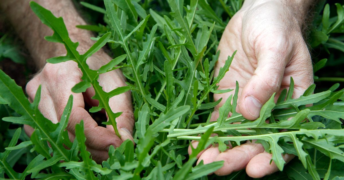 What Vegetables to Sow in September for Winter Harvests