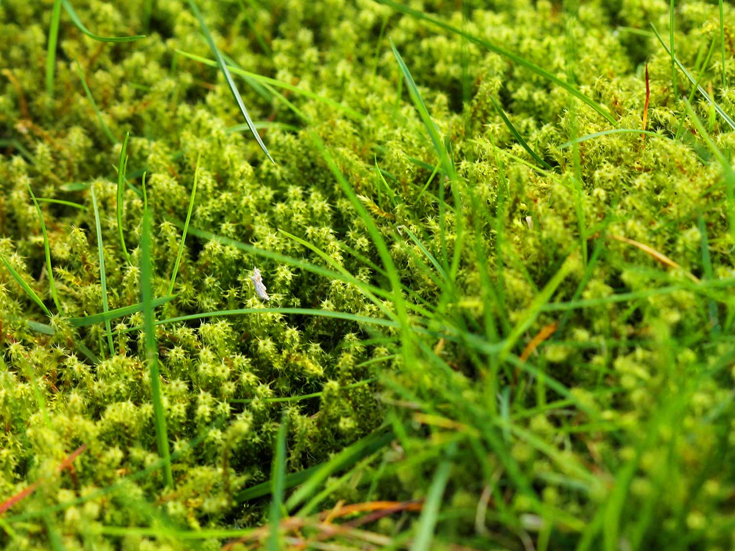 Moss control in lawns