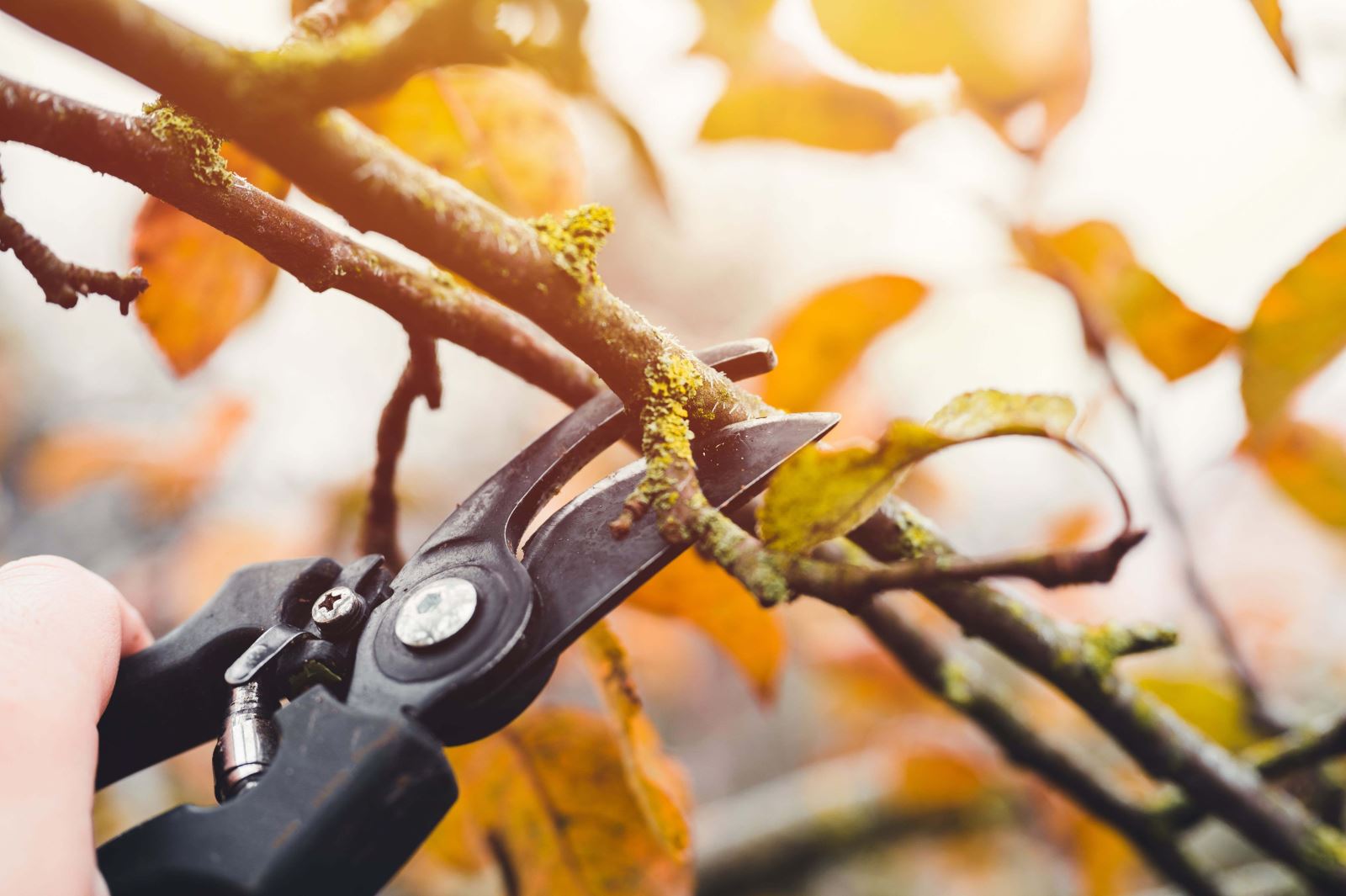 Pruning in January: Enhancing your garden's growth