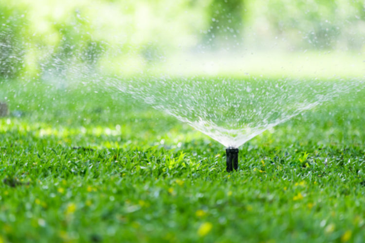 How often should I water my lawn?
