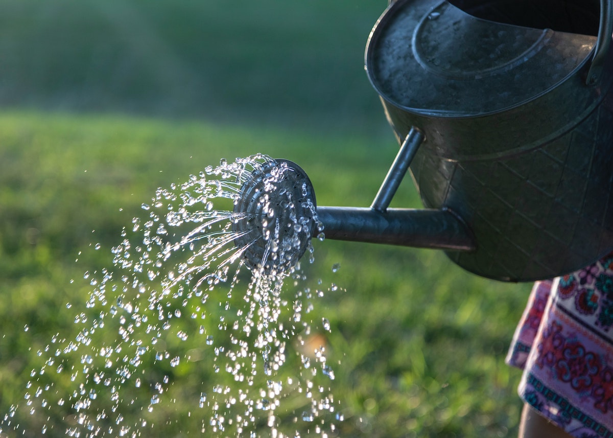 How and When to Water Your Garden in the Summer Heat

