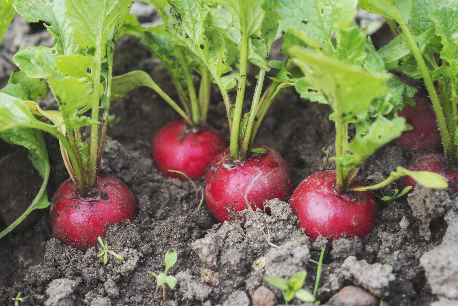 April is a great time to plant cool-season vegetables