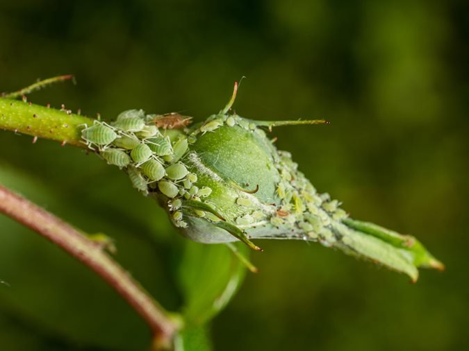 Controlling aphids in the garden 
