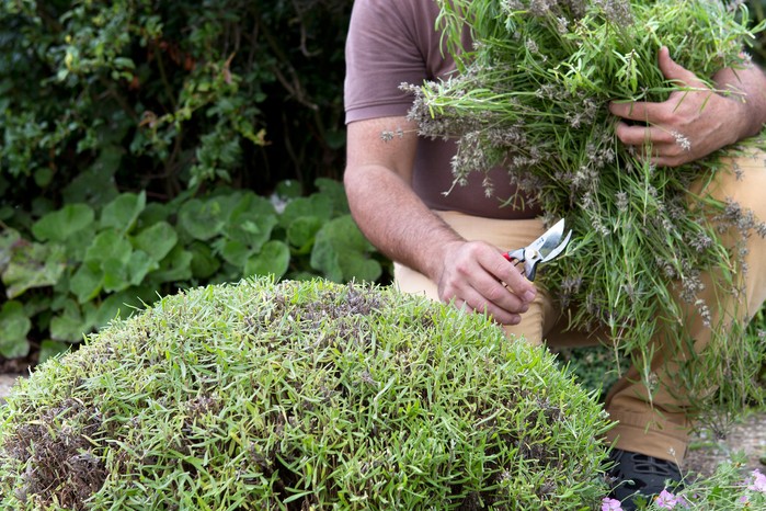 Essential Autumn garden jobs