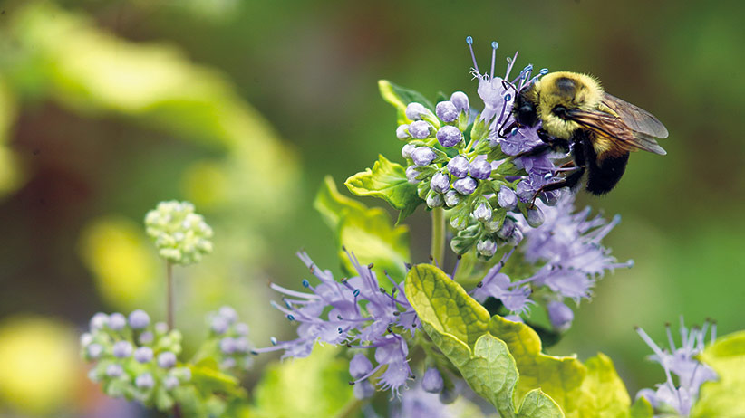 Attract bees to your garden