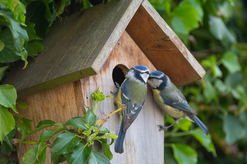 Bird boxes and wildlife shelters