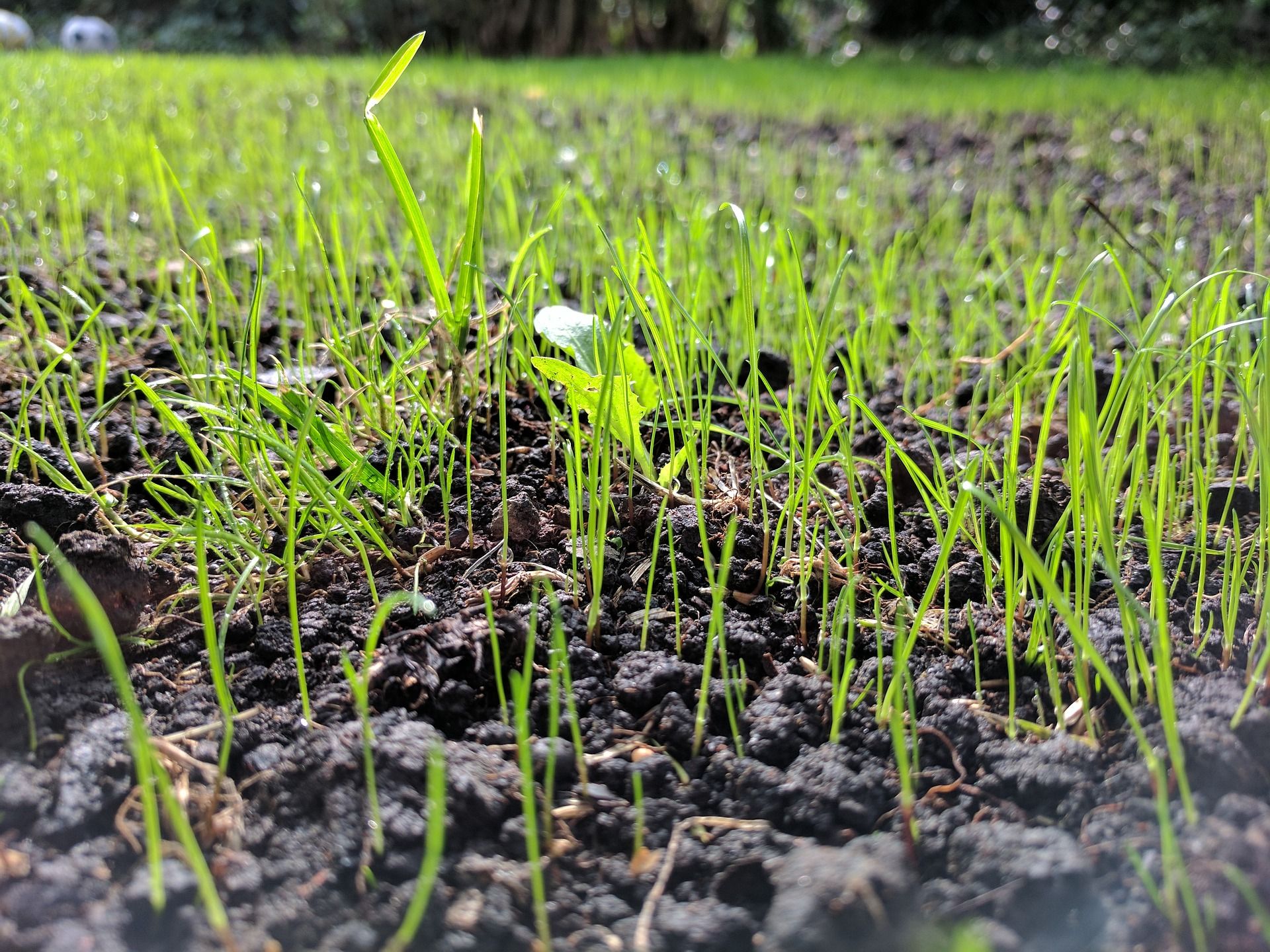 Caring for newly seeded lawns
