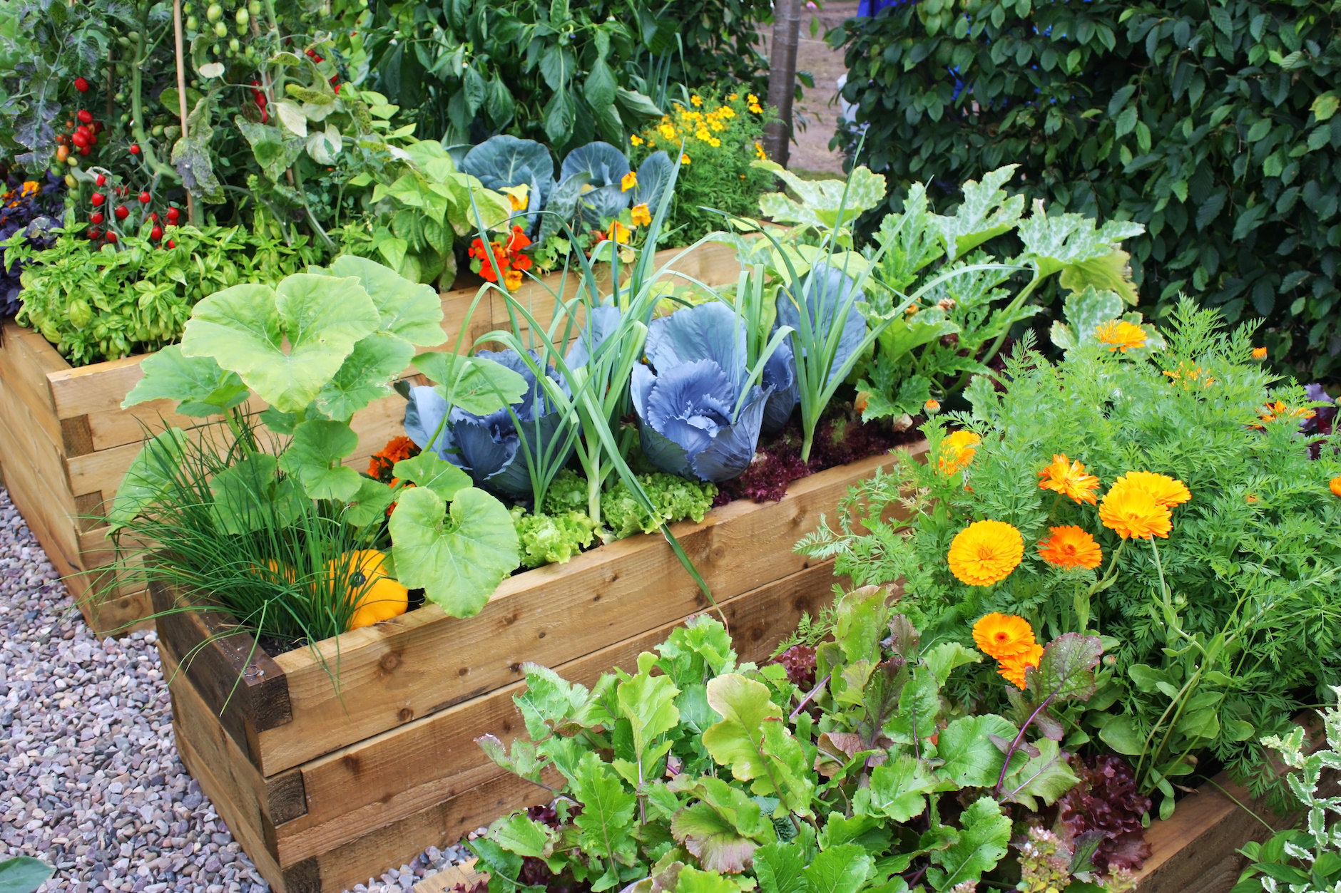 Ten gardening tips for June