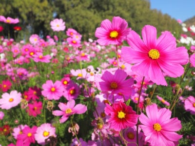 What to plant during May