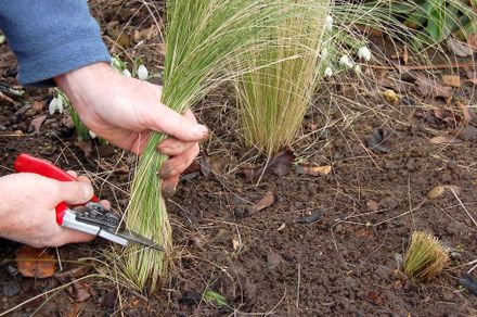 Cutting back deciduous grasses