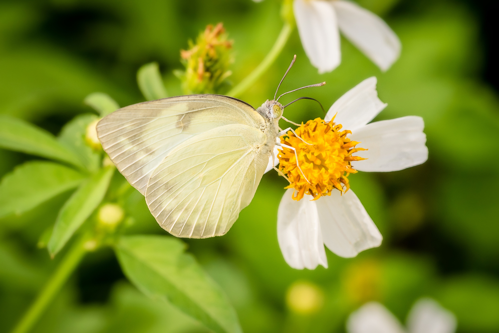 Improve garden biodiversity 