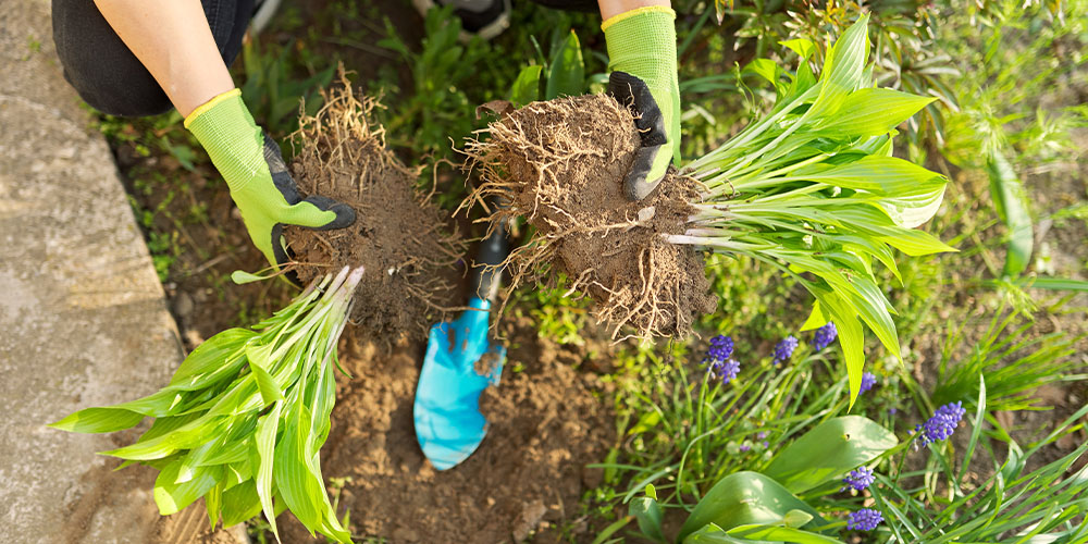 Dividing herbaceous plants