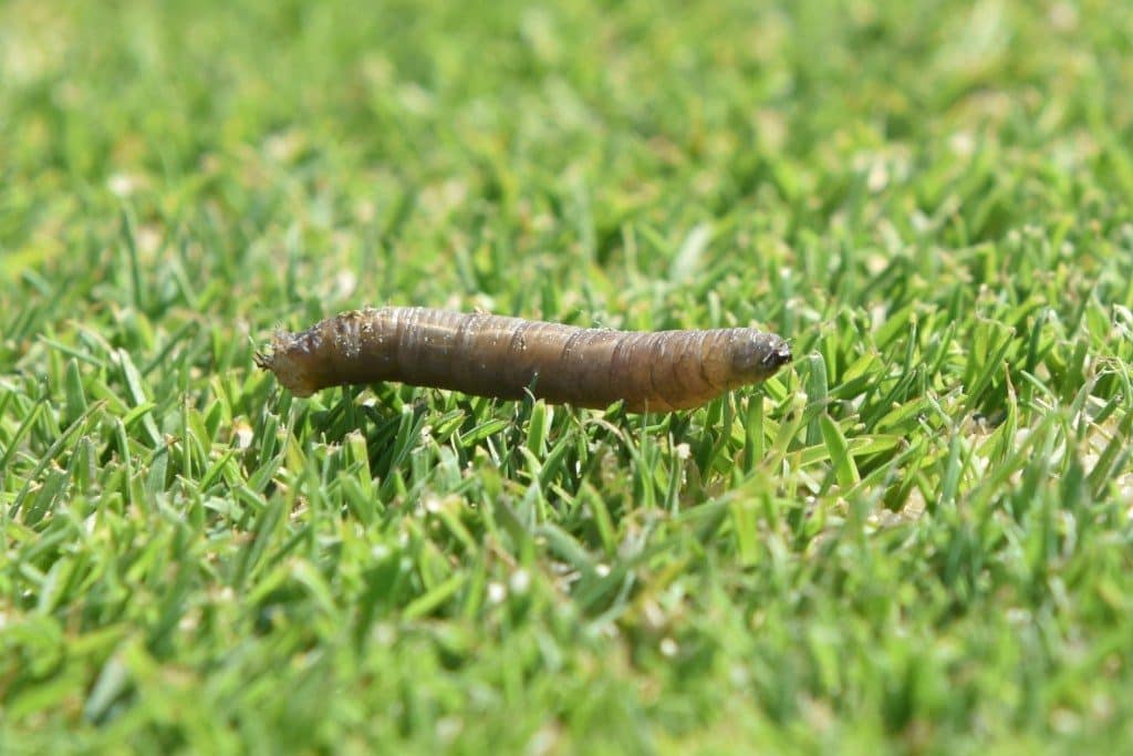 How leatherjackets devastate turf