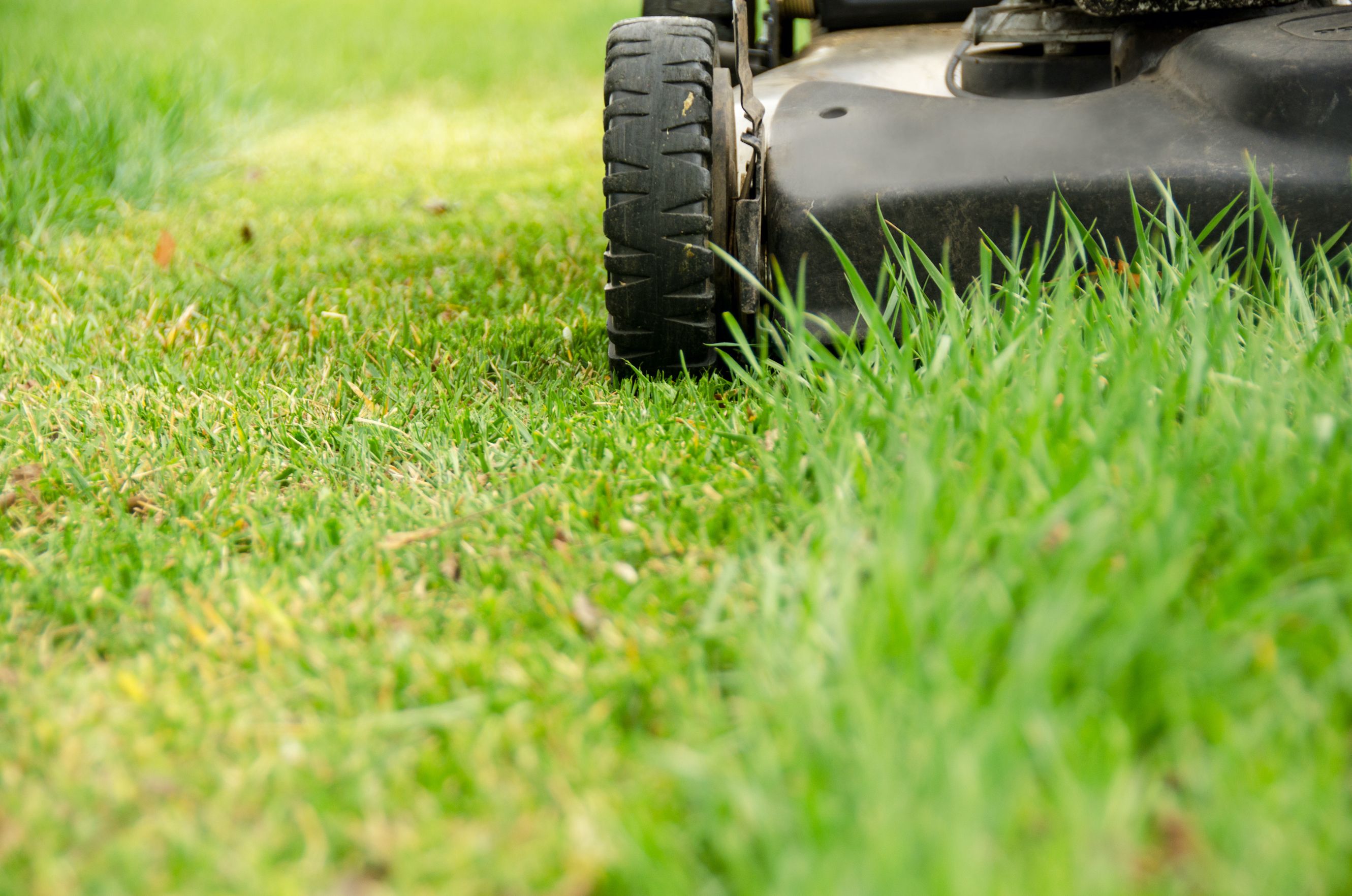 When should I give my lawn its first cut