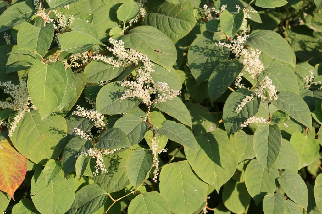 Getting rid of Japanese Knotweed