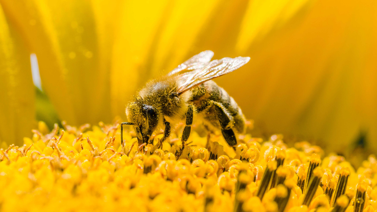 Native insects enjoy native plants