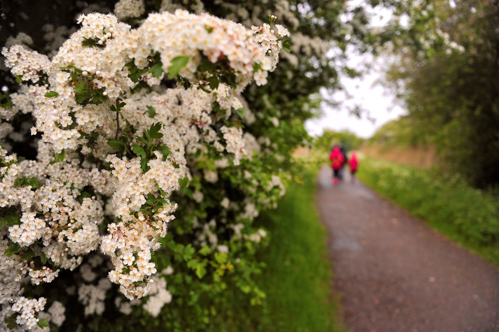 Replace Fences and Walls with a Natural Hedge