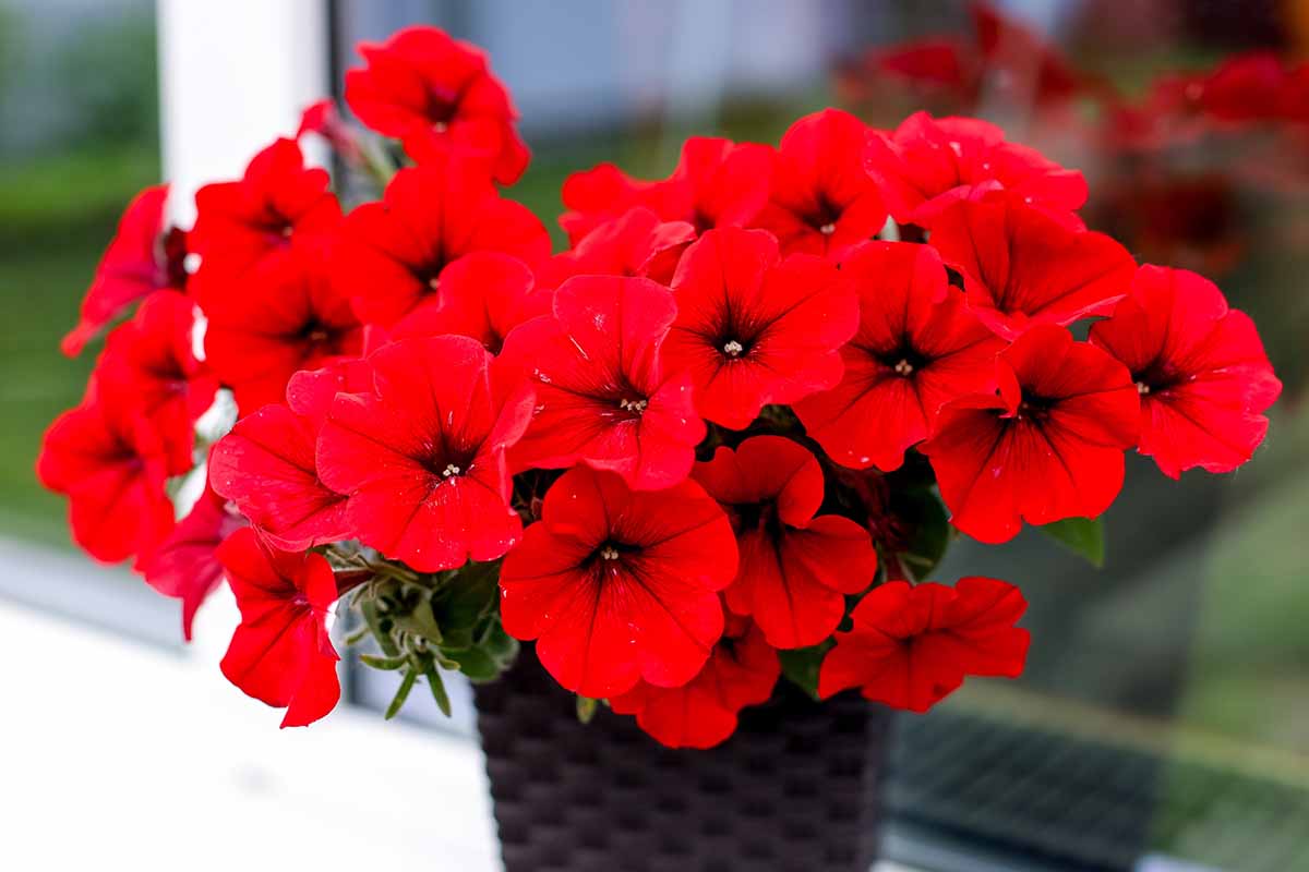 Summer blooms for your garden