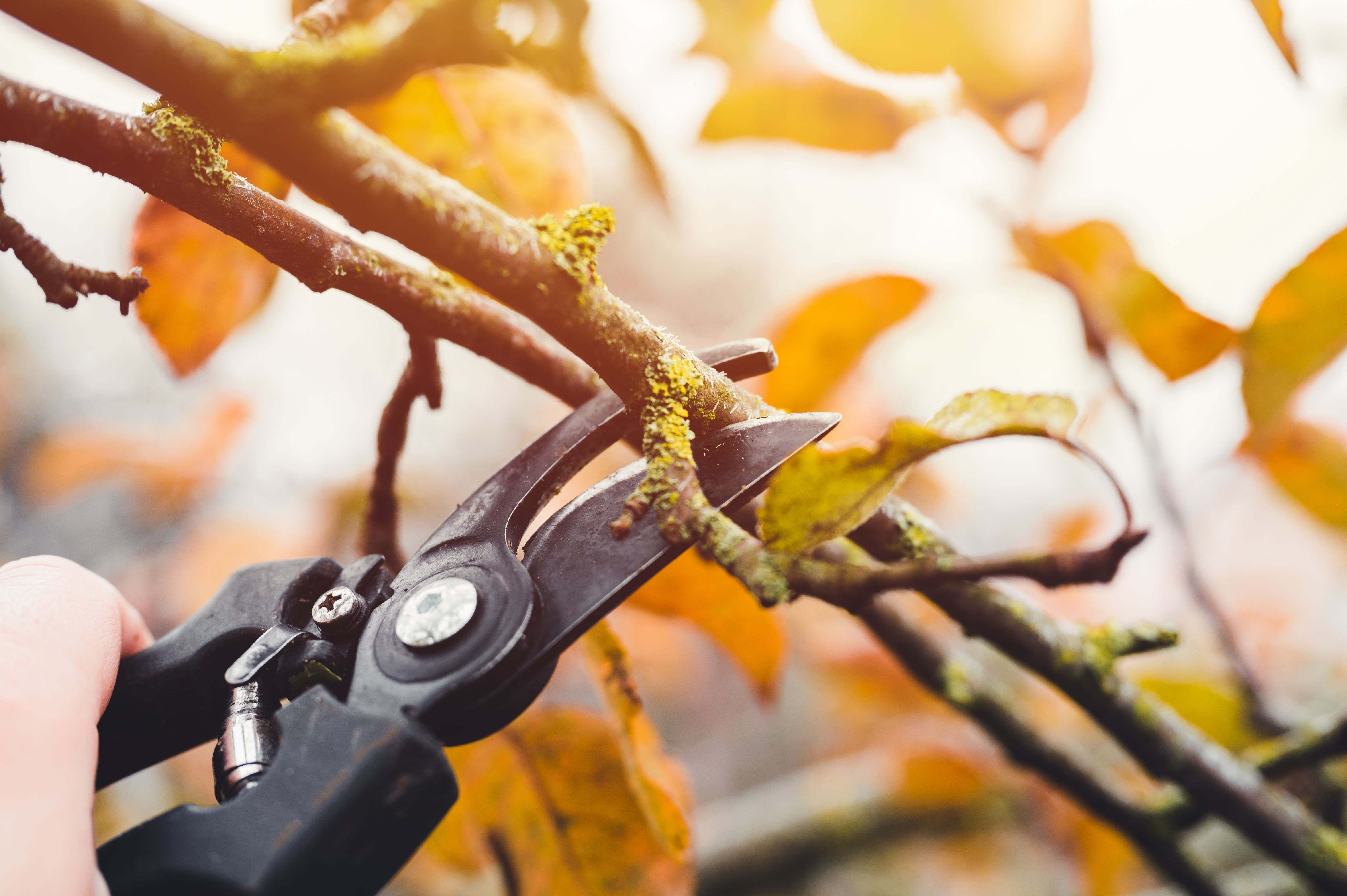 What to prune in Autumn
