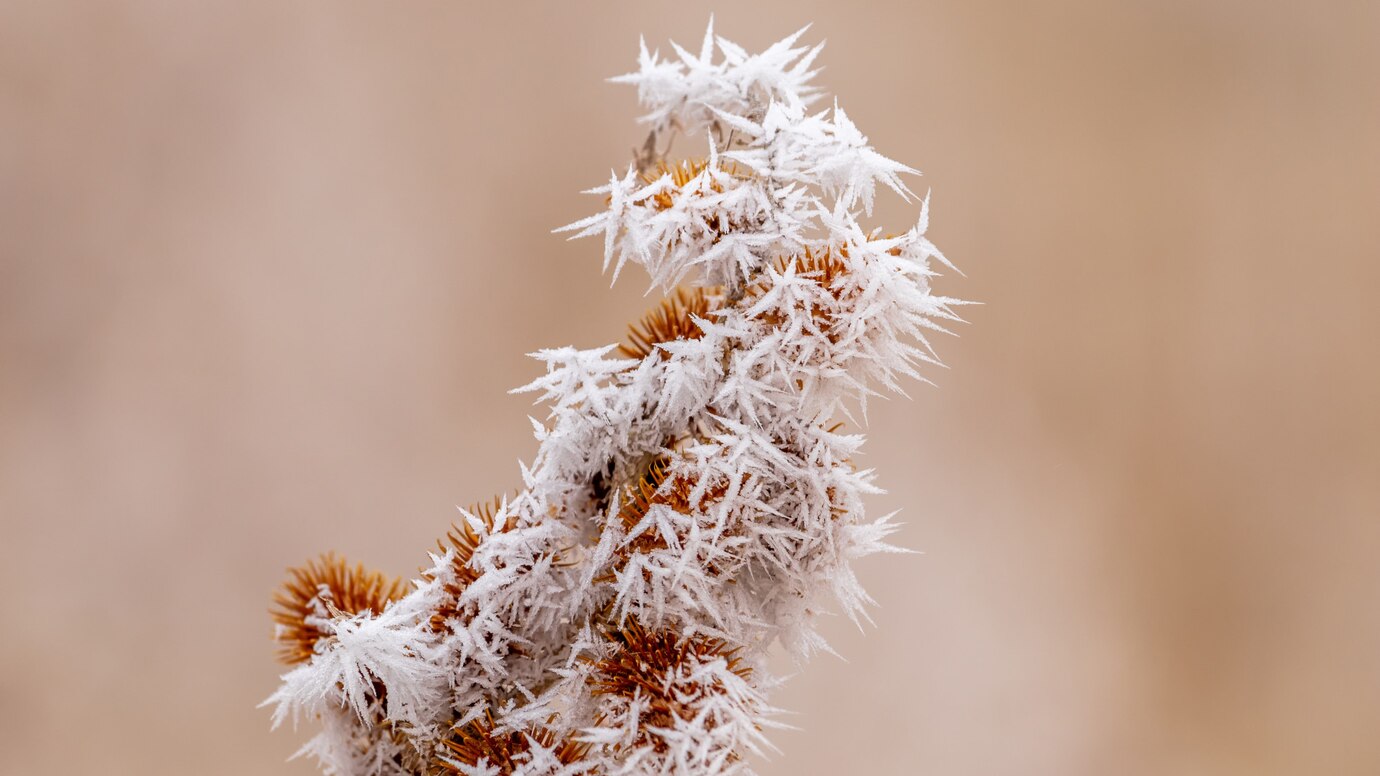 Safeguard early-flowering plants