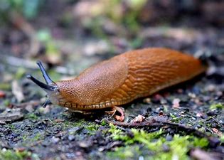 Controlling slugs