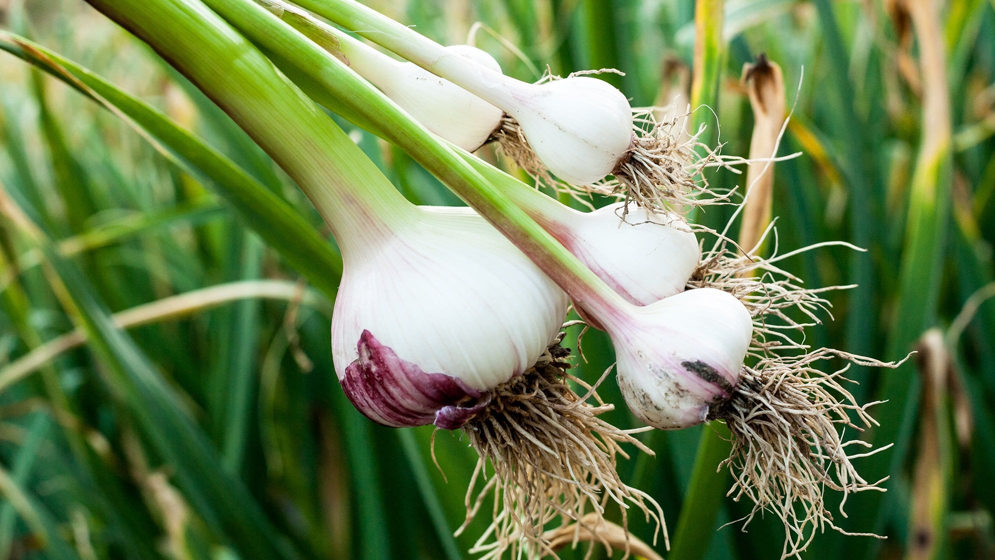 Sow Garlic and Shallots in October