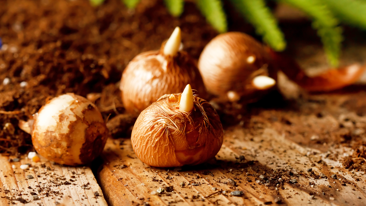 Summer bulbs to plant in March