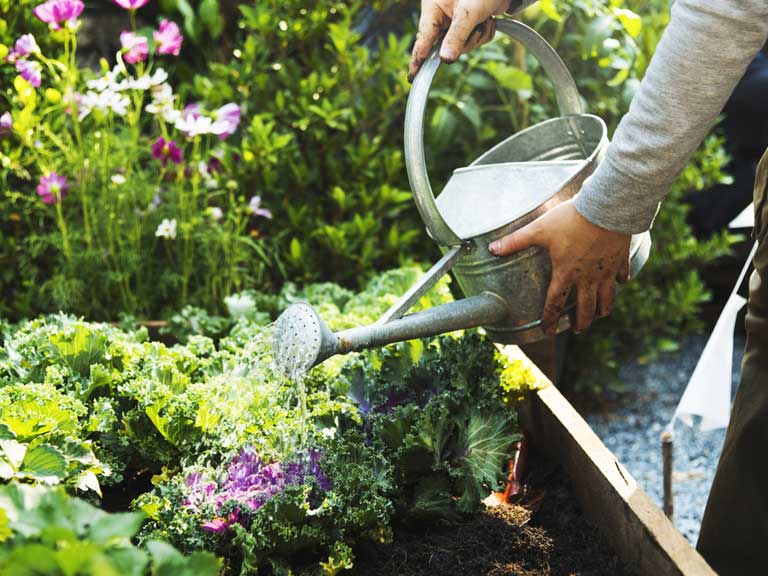 Gardening tips for June