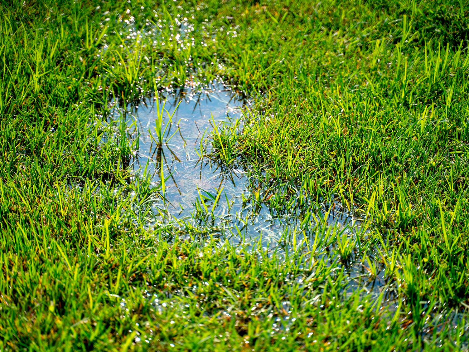 Restoring your waterlogged lawn