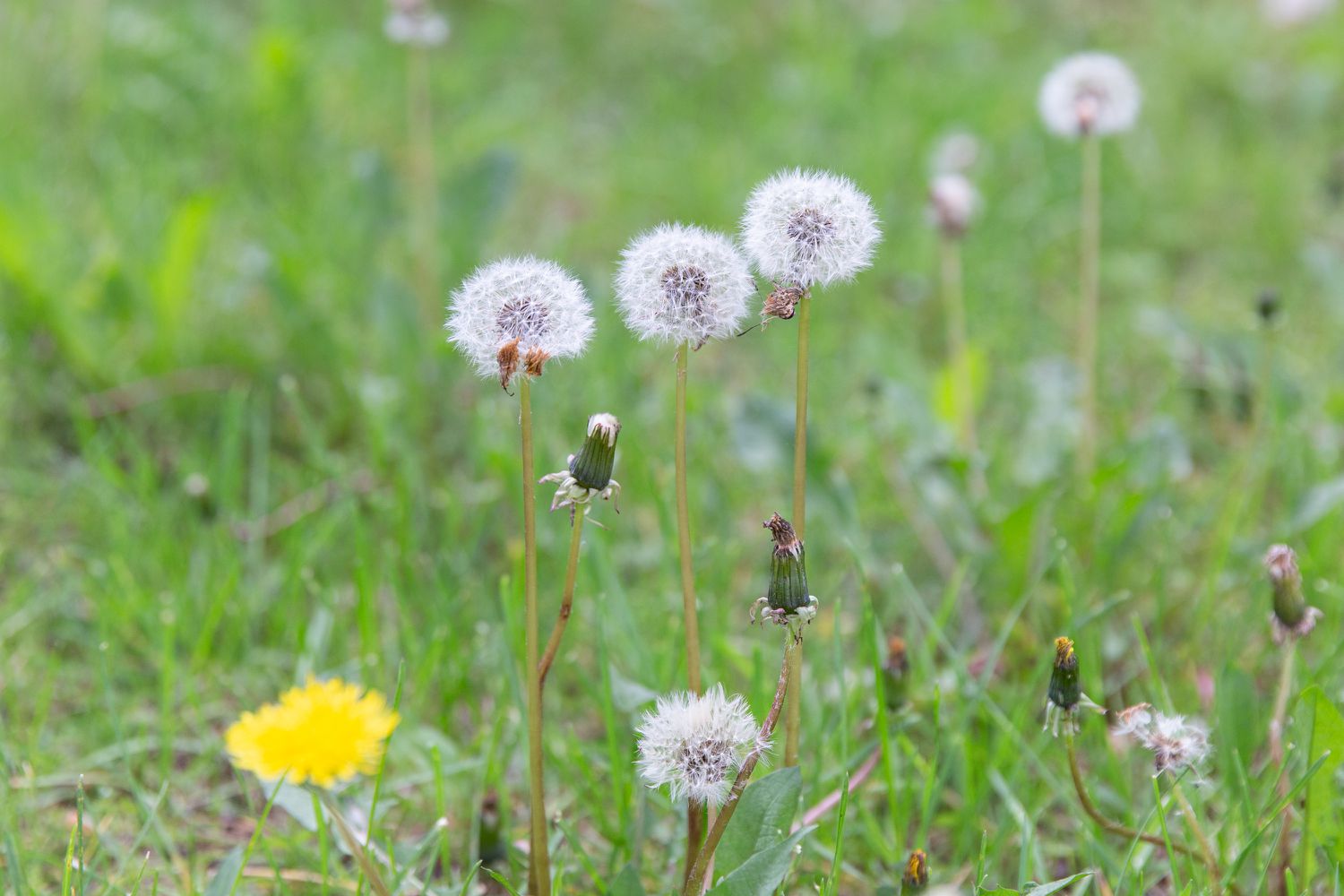 Mastering weedkillers for lawns