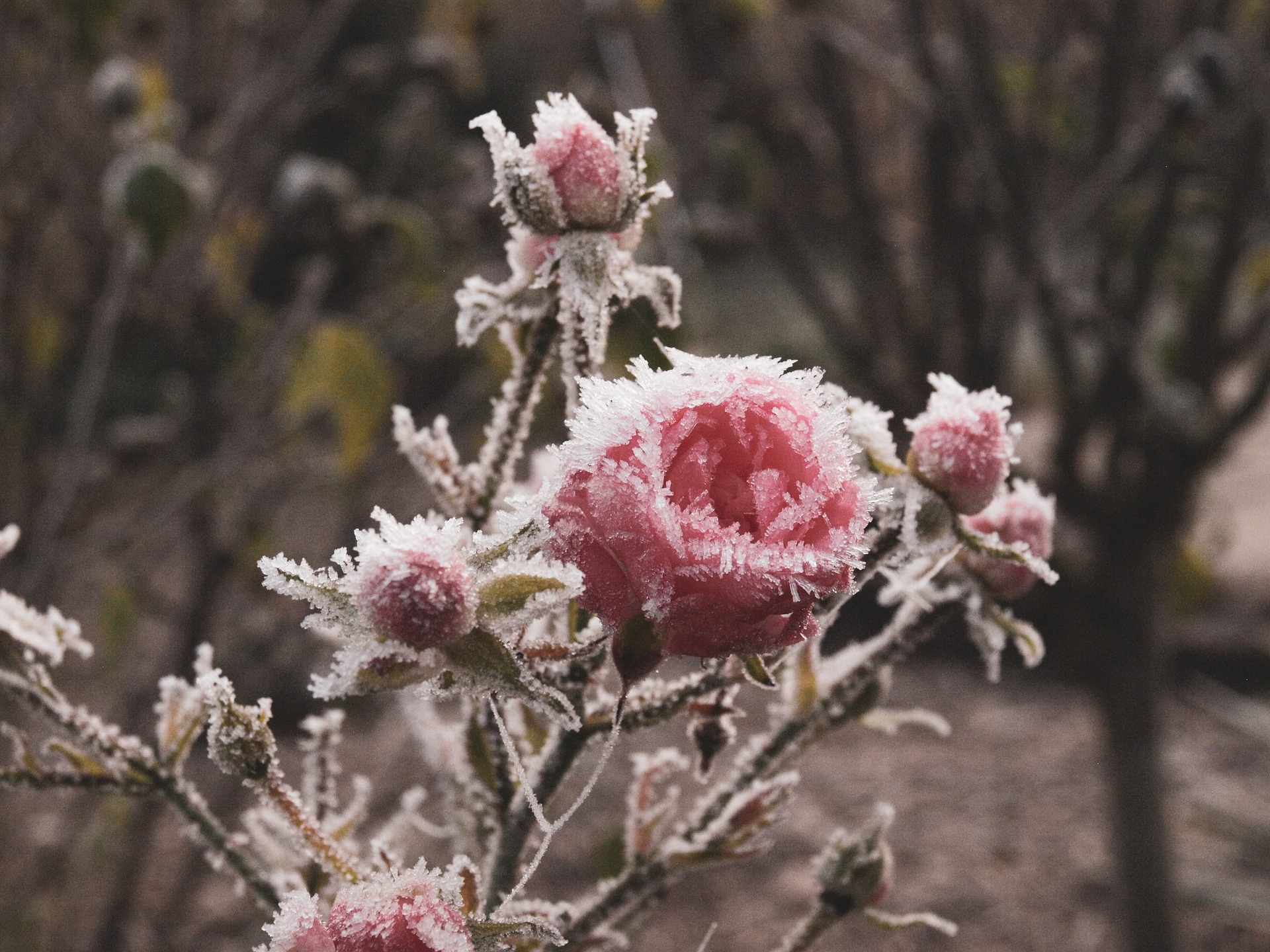 Protecting plants from frost