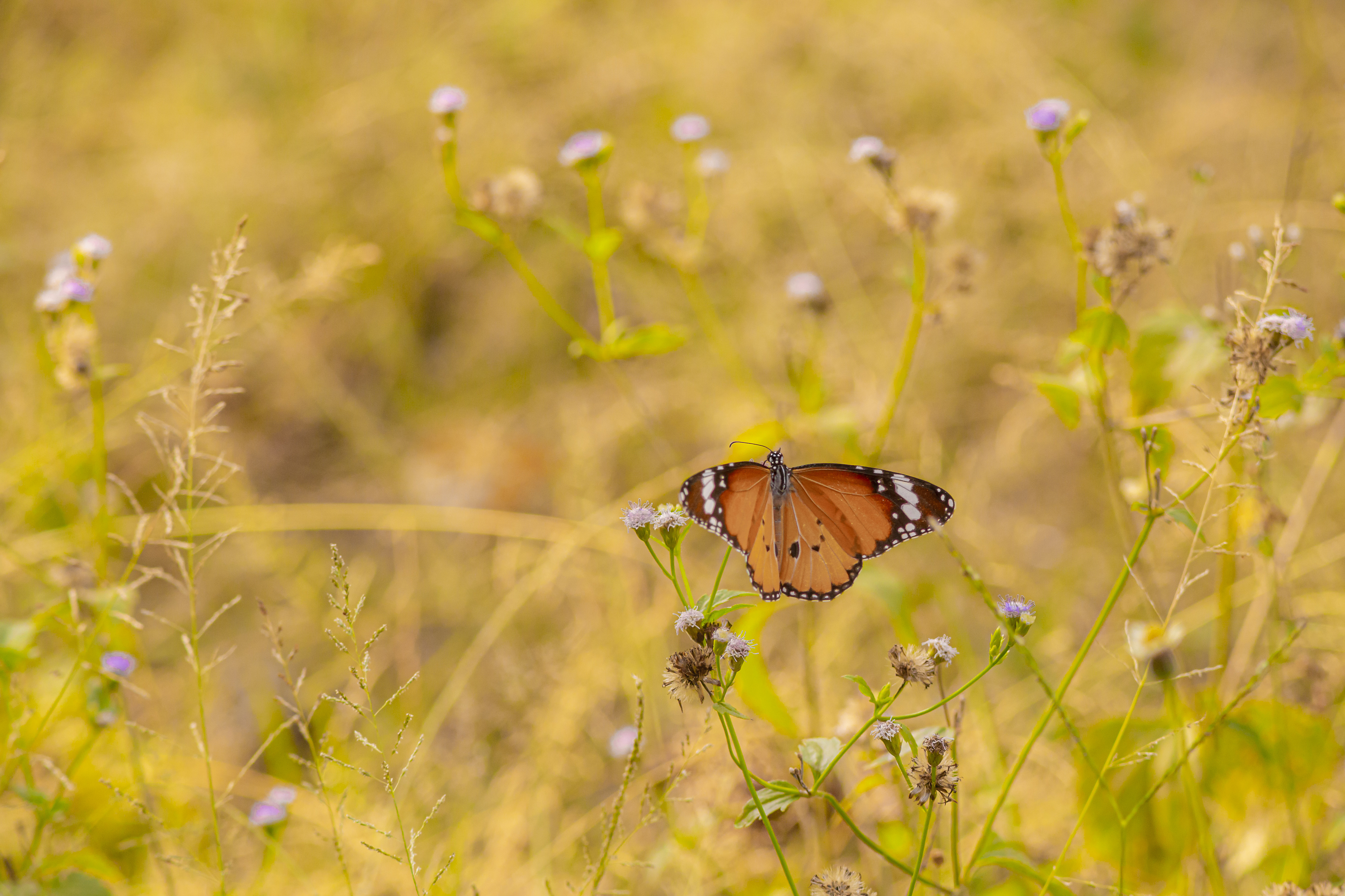 Leave a garden wild patch