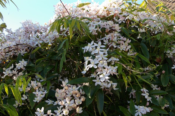 Pruning early flowering clematis