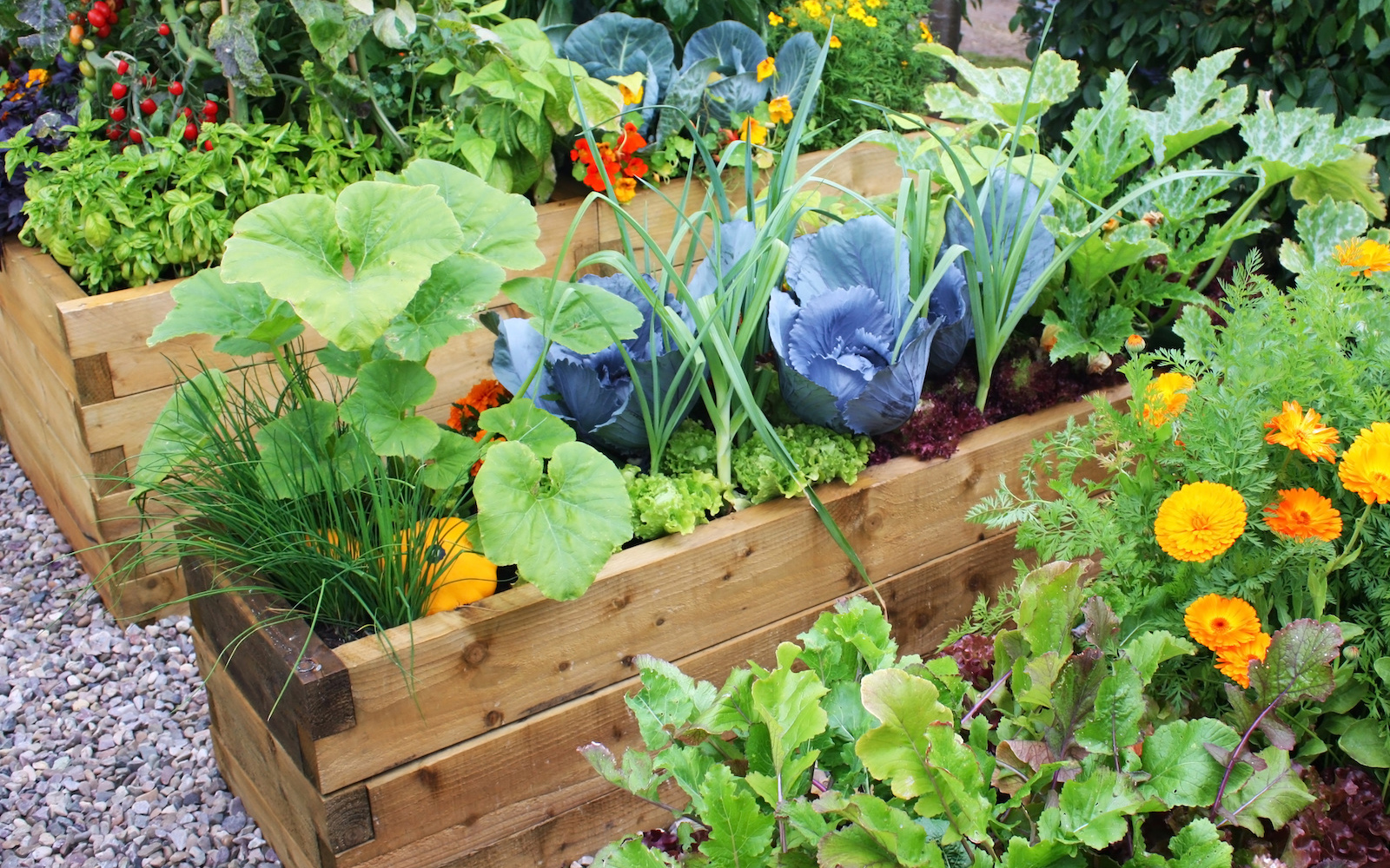 Ten gardening tips for June