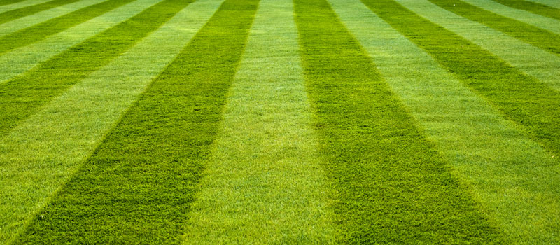 Maintaining a Great Looking Lawn