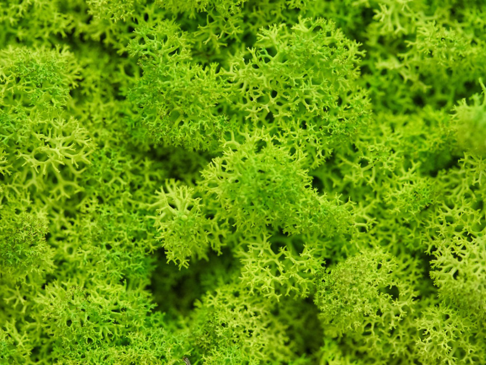 Moss can be a temporary problem following drought or waterlogging