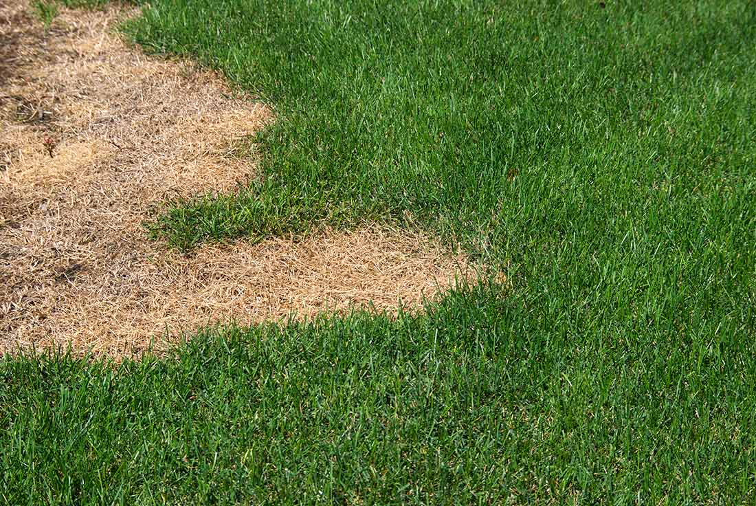 Curing patchy brown lawns