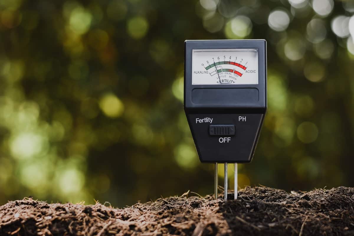 How soil pH affects grass