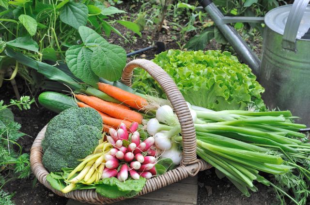 Starting a vegetable garden