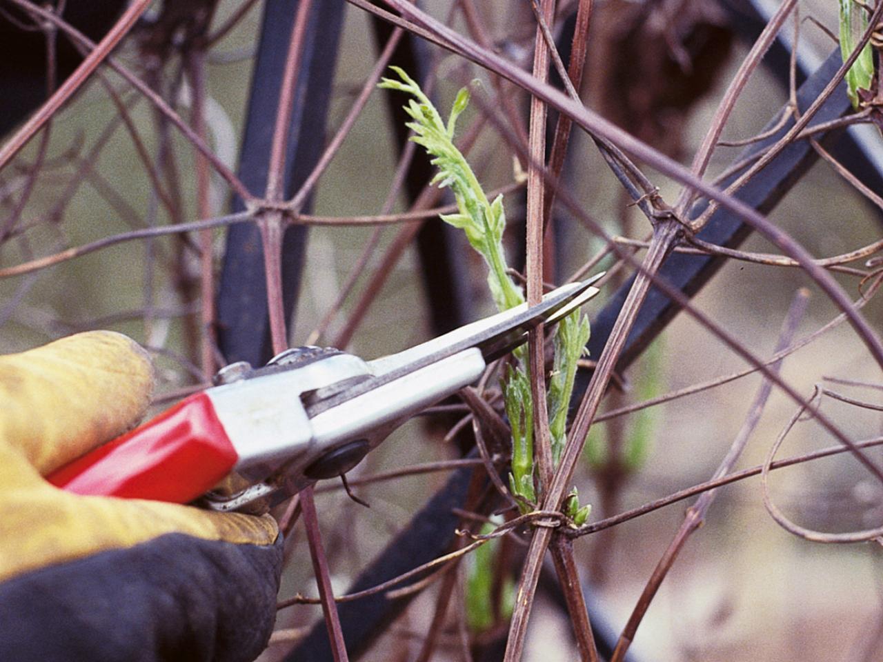 Cut trees and hedges in Autumn