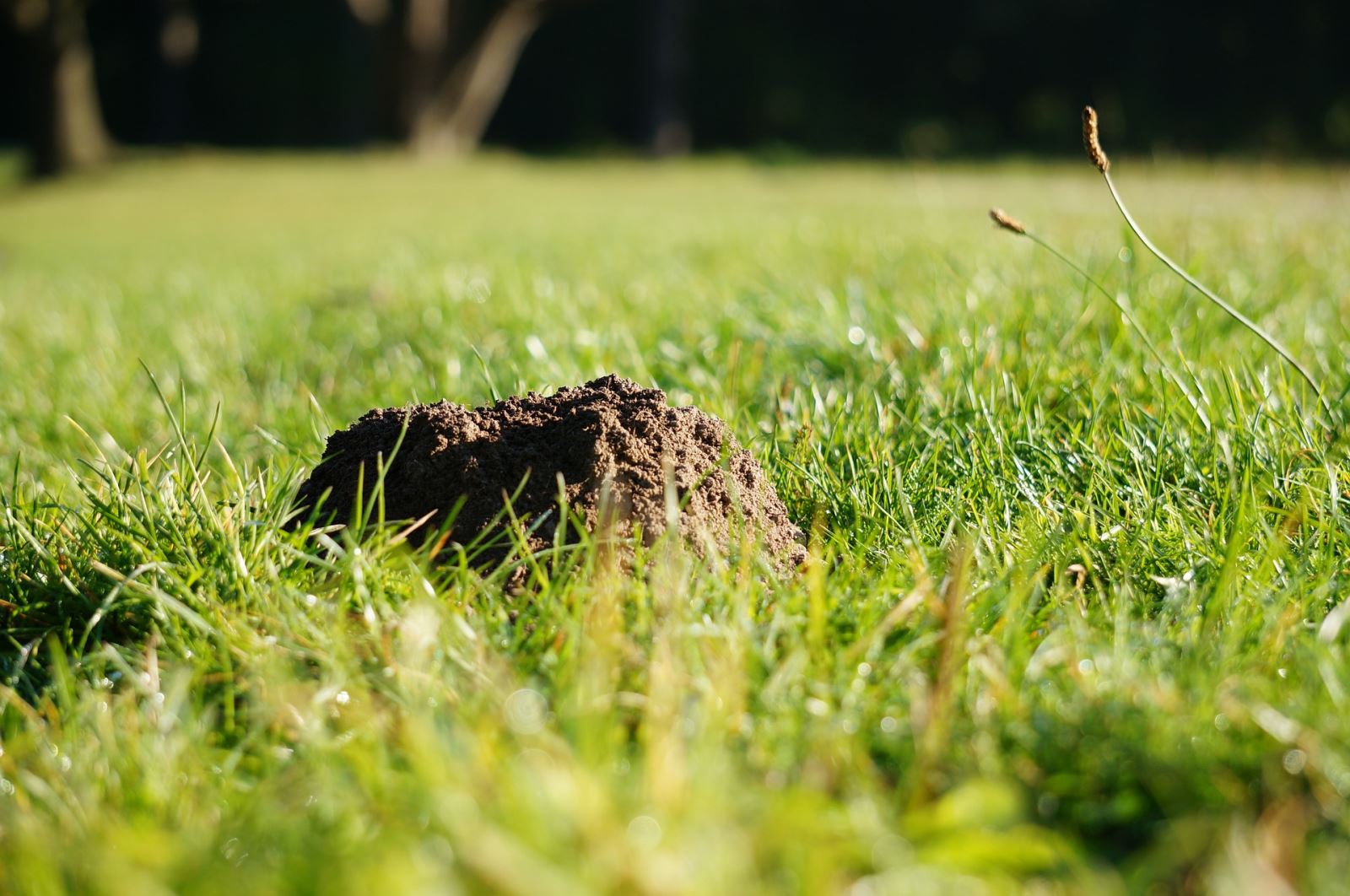 Preventing mole hills on your lawn