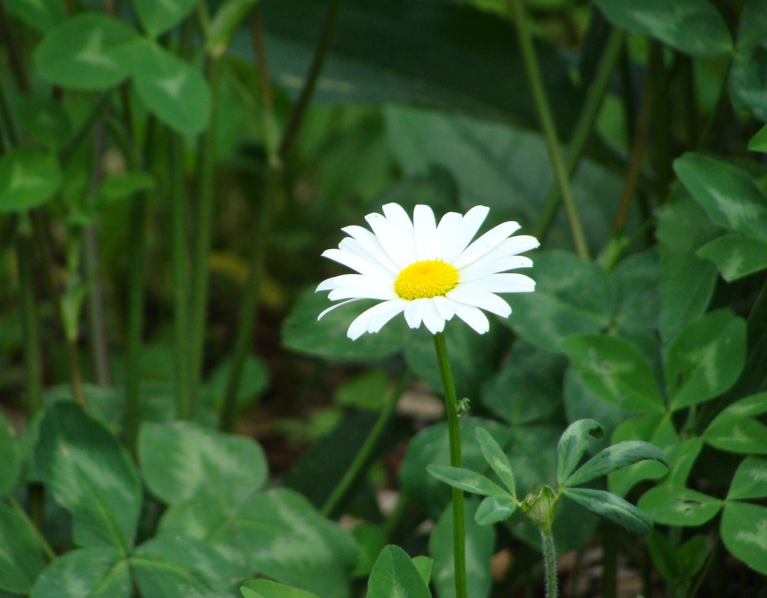 Dealing with Weeds: Common Daisies