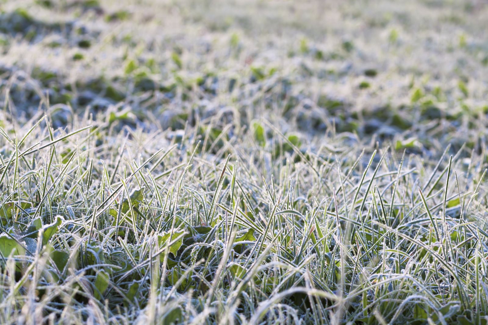 Don't ignore your garden in the winter