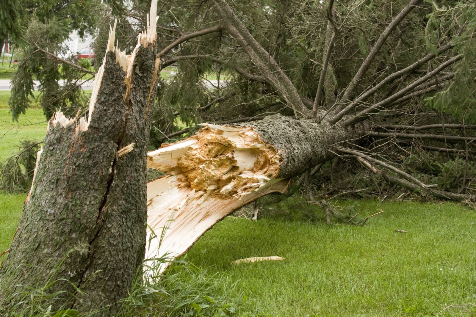 Identifying tree hazards